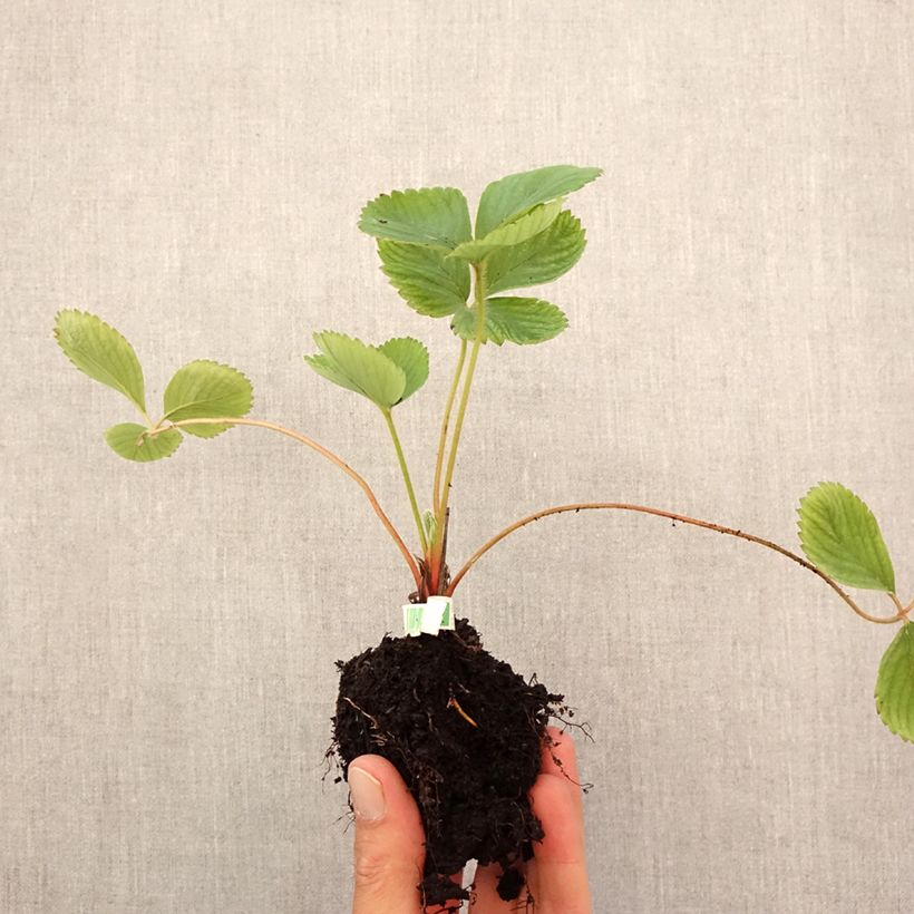 Exemplaar van Aardbei Ciflorette BIO Wortelkluit van 5 cm x 7 cm zoals geleverd in de herfst