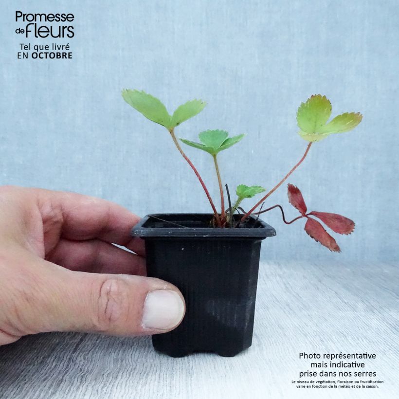 Exemplaar van Aardbei Ciflorette Kweekpotje van 7/8 cm zoals geleverd in de herfst