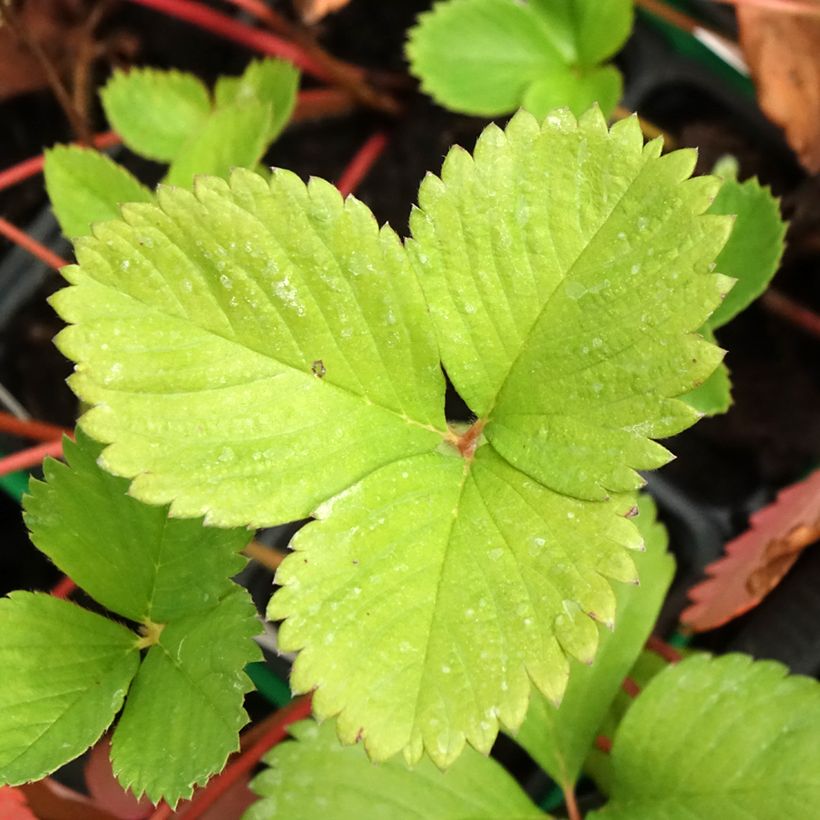 Aardbei Ciflorette (Blad)