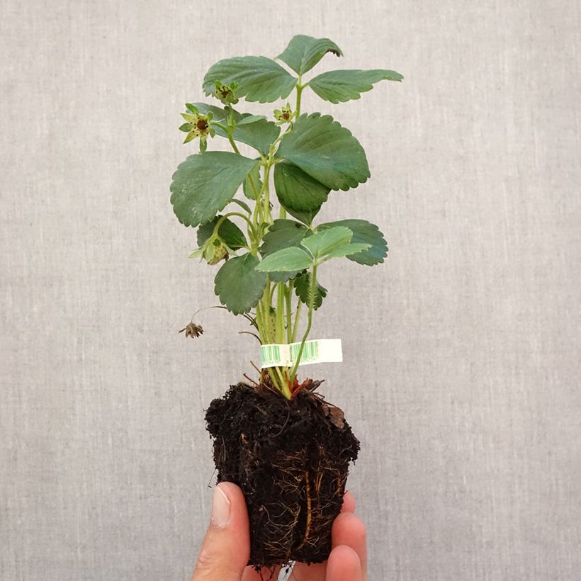 Exemplaar van Aardbei Cijosée BIO (doordragend) Wortelkluit van 5 cm x 7 cm zoals geleverd in de herfst