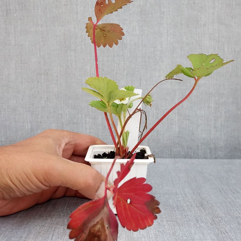 Exemplaar van Aardbei Cirano Kweekpotje van 7/8 cm zoals geleverd in de zomer