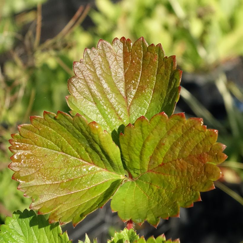 Aardbei Cirano (Blad)