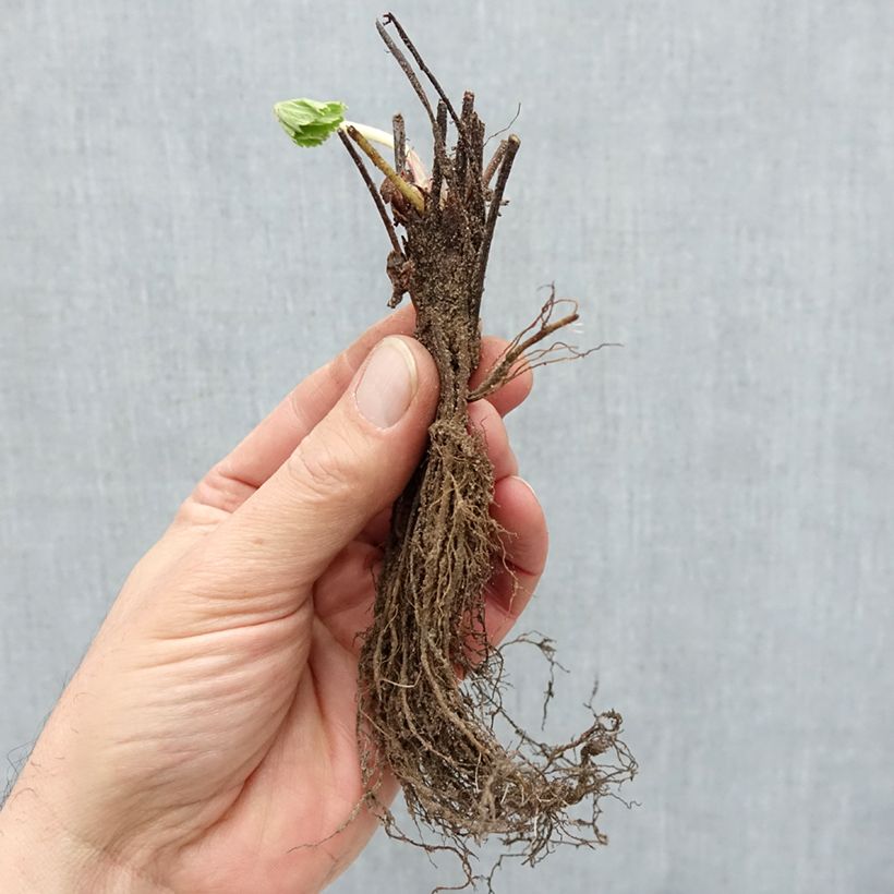 Exemplaar van Aardbei Cirano Naakte wortel zoals geleverd in de winter