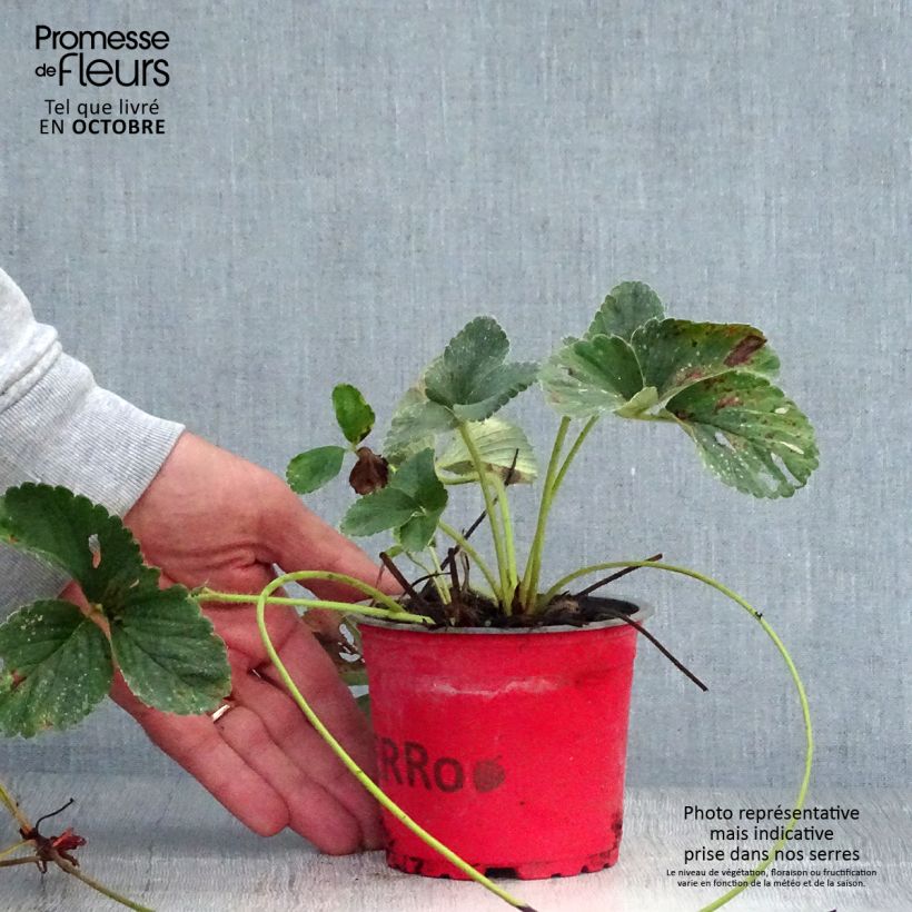 Exemplaar van Aardbei Framberry Pot van 12 cm / 13 cm zoals geleverd in de herfst