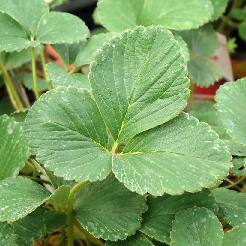 Aardbei Framberry (Blad)