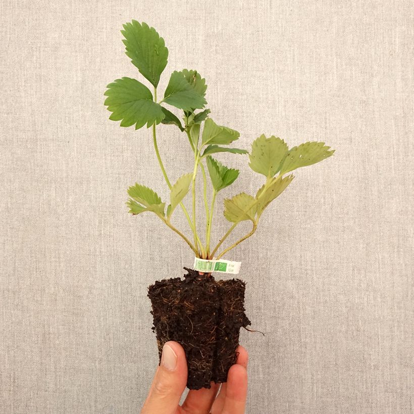 Exemplaar van Aardbei Gariguette BIO Wortelkluit van 5 cm x 7 cm zoals geleverd in de herfst
