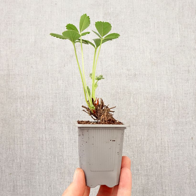 Exemplaar van Aardbei Maestro (doordragend) Wortelkluit van 4 cm x 4,5 cm zoals geleverd in de lente