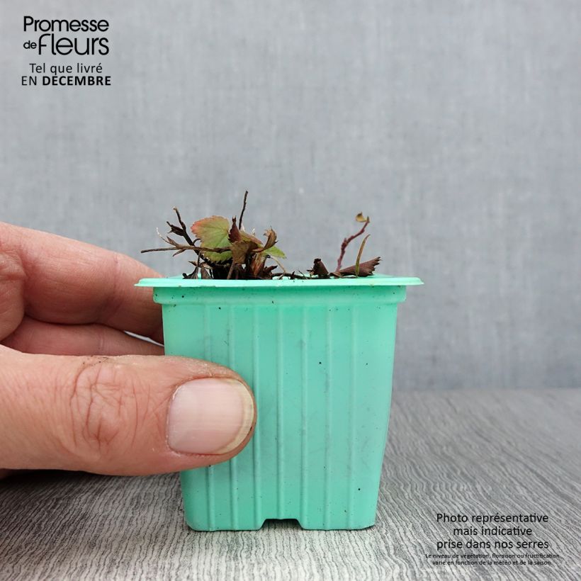 Exemplaar van Aardbei Mara des Bois (doordragend) Kweekpotje van 7/8 cm zoals geleverd in de herfst