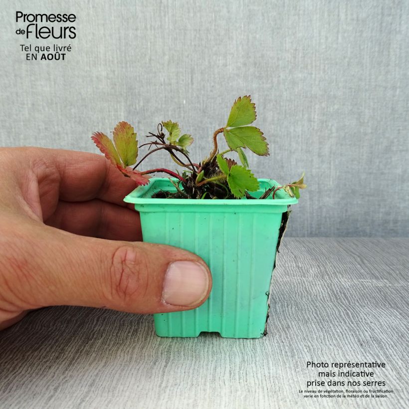 Exemplaar van Aardbei Mara des Bois (doordragend) Kweekpotje van 7/8 cm zoals geleverd in de zomer