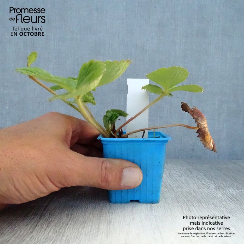 Exemplaar van Aardbei Mariguette BIO (doordragend - jonge planten) Kweekpotje van 7/8 cm zoals geleverd in de herfst