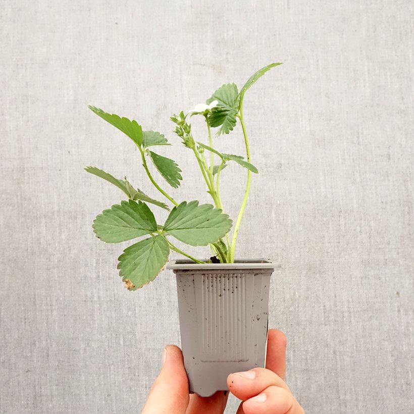 Exemplaar van Aardbei Mariguette BIO (doordragend - jonge planten) Wortelkluit van 4 cm x 4,5 cm zoals geleverd in de lente