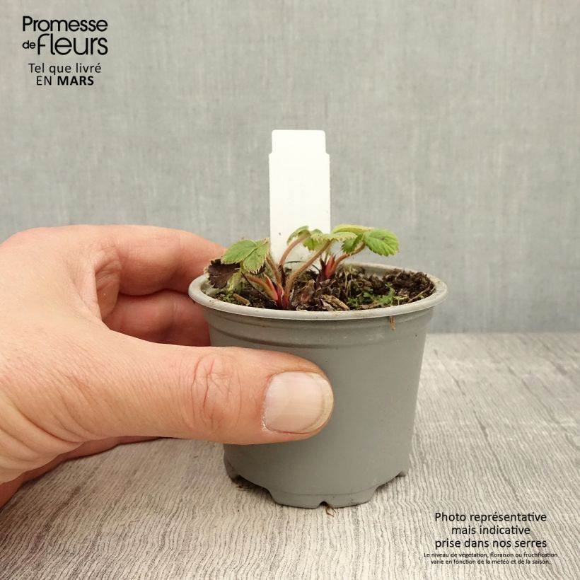 Exemplaar van Aardbei Ostara (doordragend) Kweekpotje van 7/8 cm zoals geleverd in de lente