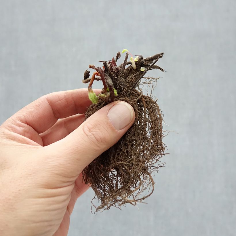 Exemplaar van Aardbei Ostara (doordragend) Naakte wortel zoals geleverd in de winter