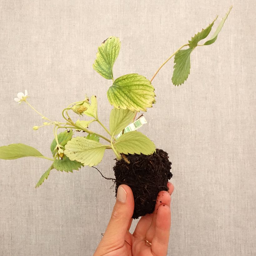 Example of Bosaardbei Reine des Vallées BIO Wortelkluit van 5 cm x 7 cm as you get in automne