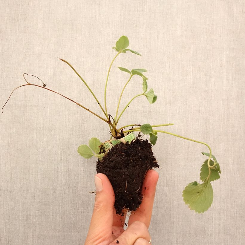 Exemplaar van Aardbei Senga Sengana Wortelkluit van 5 cm x 7 cm zoals geleverd in de herfst