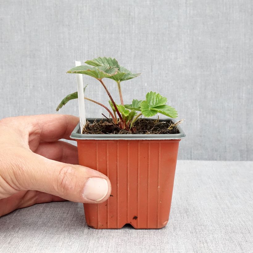 Example of Fragaria Strawberry Ice - Tuinaardbei Kweekpotje van 8/9 cm as you get in printemps