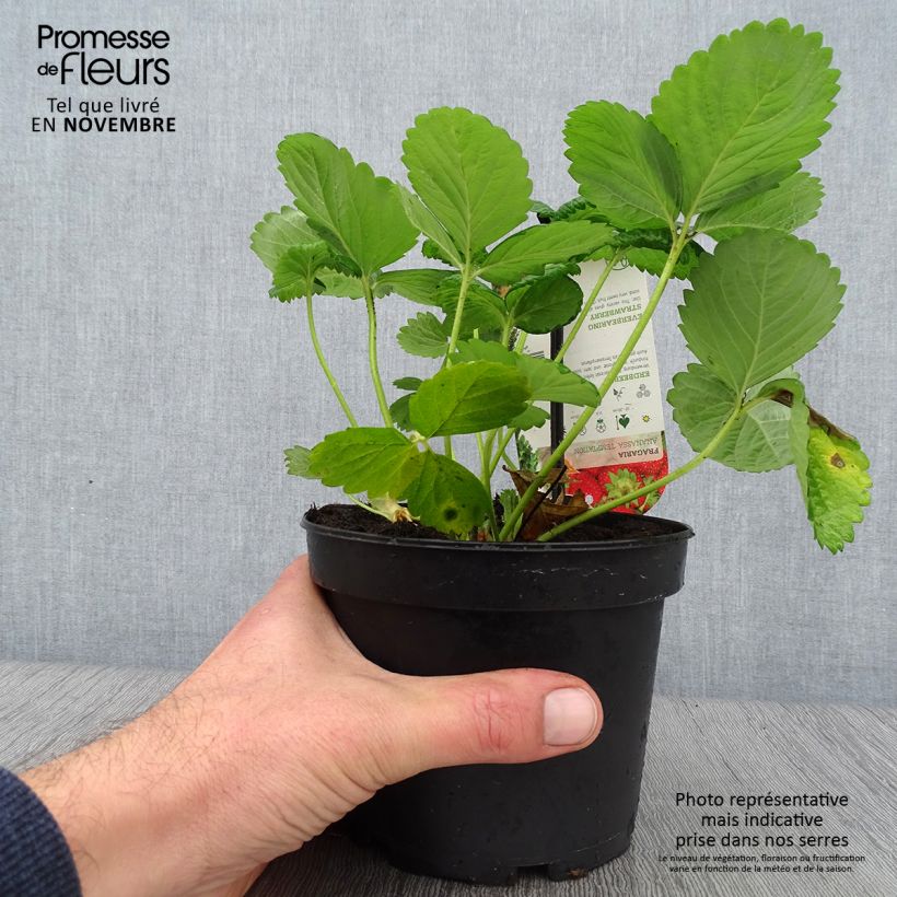 Exemplaar van Aardbei Temptation - Fragaria Pot van 1,5 l/2 l zoals geleverd in de herfst
