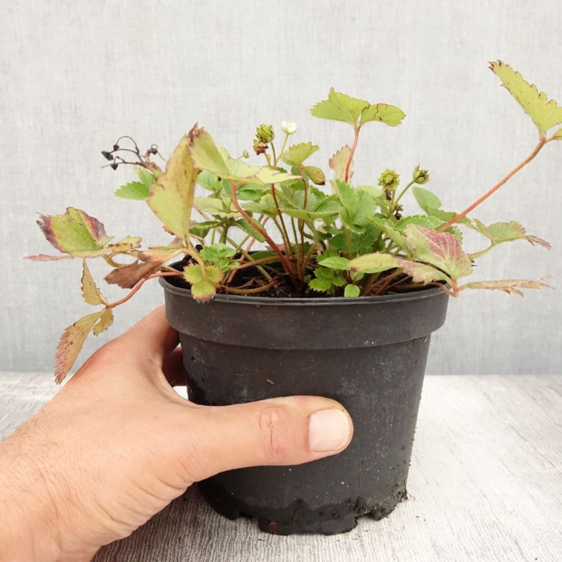 Exemplaar van Aardbei Temptation - Fragaria Pot van 1,5 l/2 l zoals geleverd in de zomer