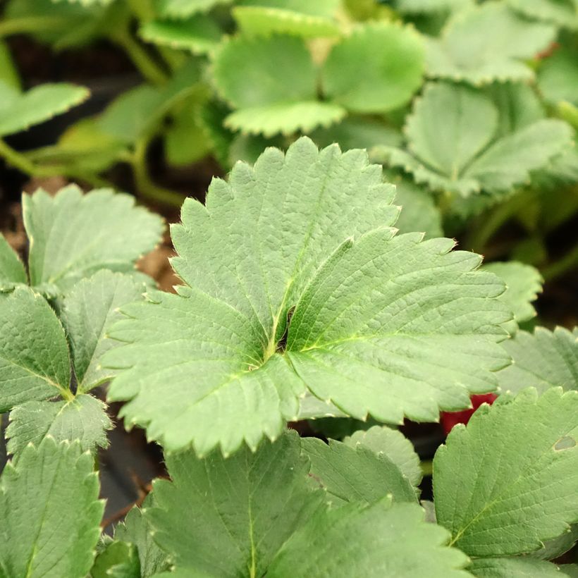 Aardbei Temptation - Fragaria (Blad)