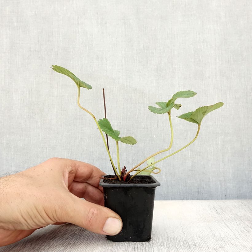 Exemplaar van Aardbei White Pineberry Kweekpotje van 8/9 cm zoals geleverd in de herfst