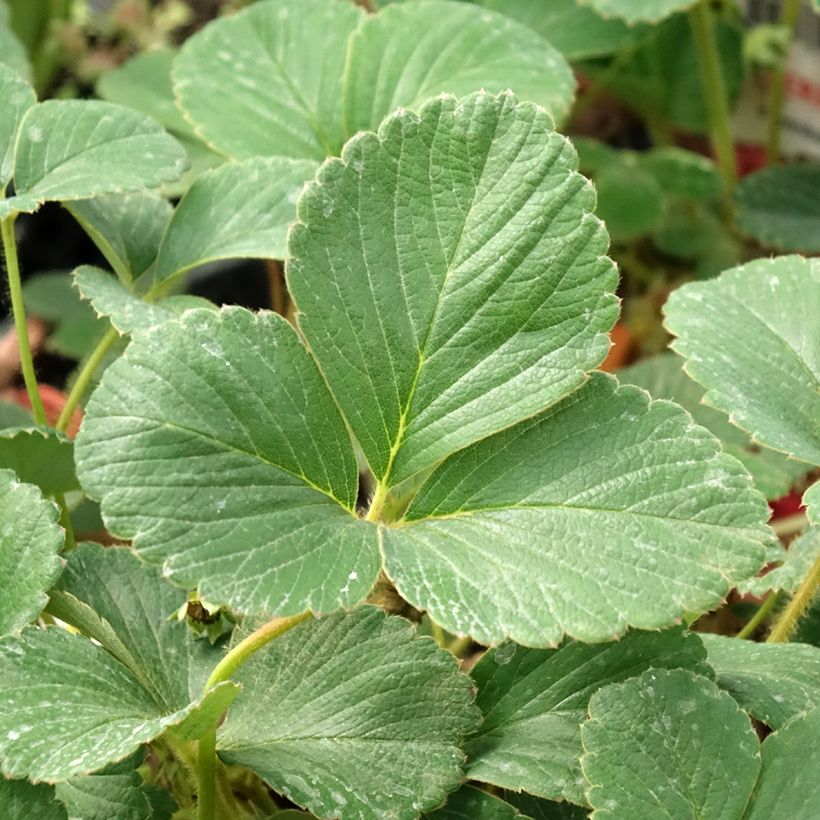 Aardbei White Pineberry (Blad)