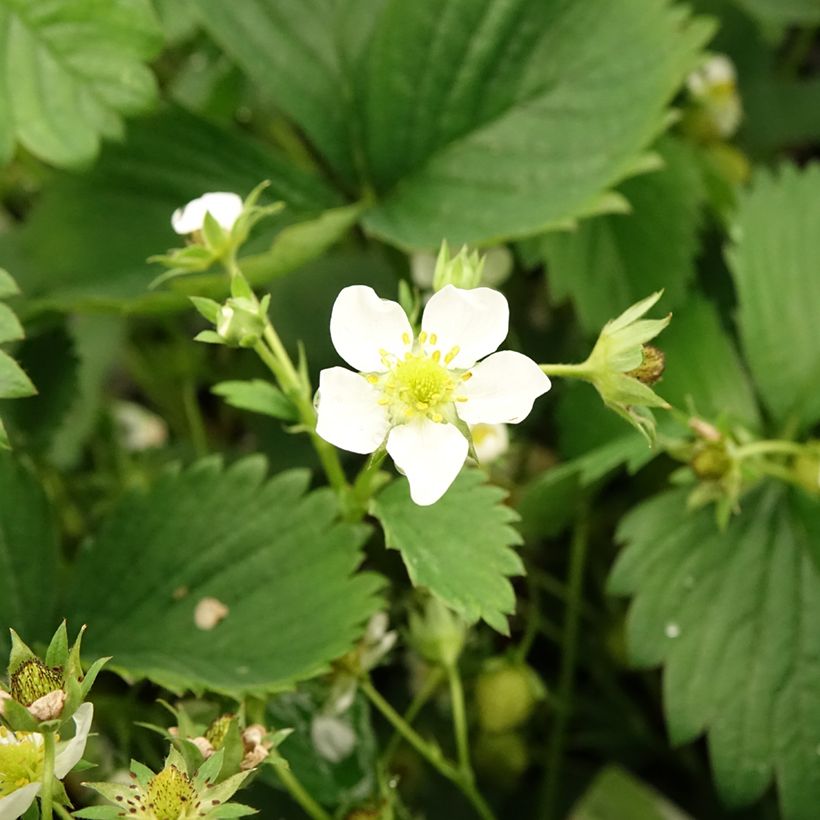 Aardbei White Pineberry (Bloei)