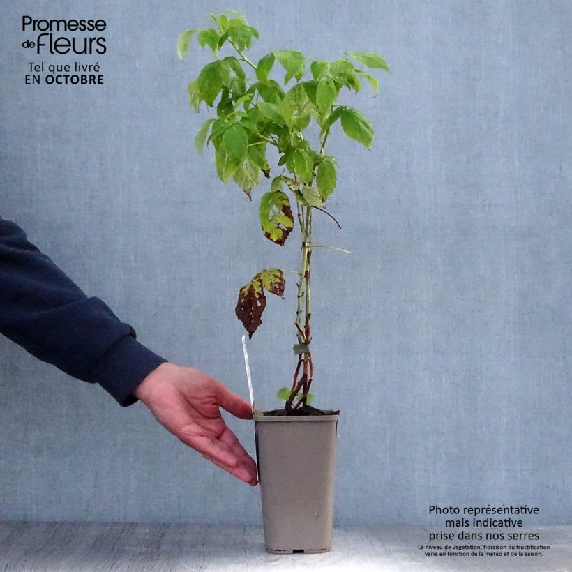 Exemplaar van Framboos Autumn Amber (doordragend) Pot van 1,5 l/2 l, Pol zoals geleverd in de herfst