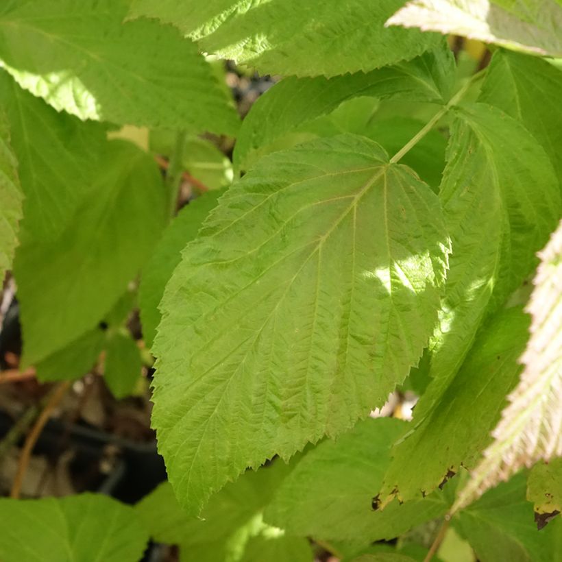 Herfstframboos Autumn Passion (Blad)