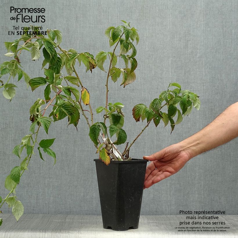 Exemplaar van Herfstframboos Autumn Passion Pot van 2 l/3 l, Pol zoals geleverd in de herfst