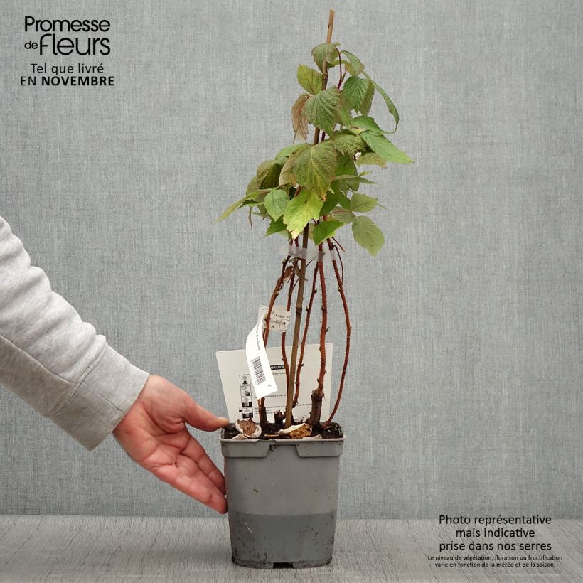 Exemplaar van Framboos Belle de Malicorne Georges Delbard Pot van 2 l/3 l, Pol zoals geleverd in de herfst