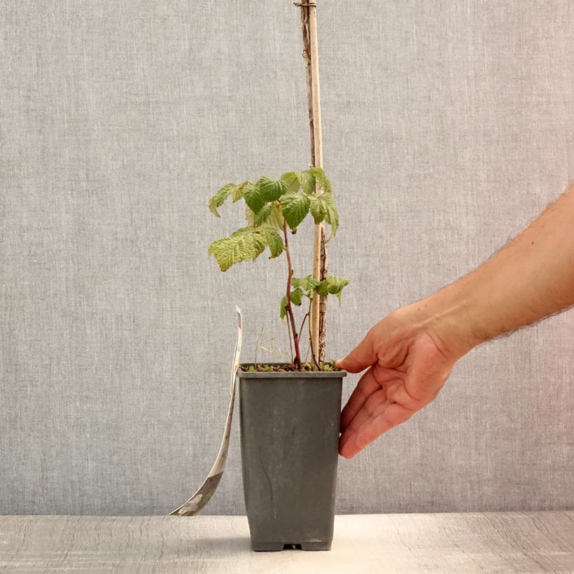 Exemplaar van Herfstframboos Autumn Bliss Pot van 1,5 l/2 l, Pol zoals geleverd in de zomer