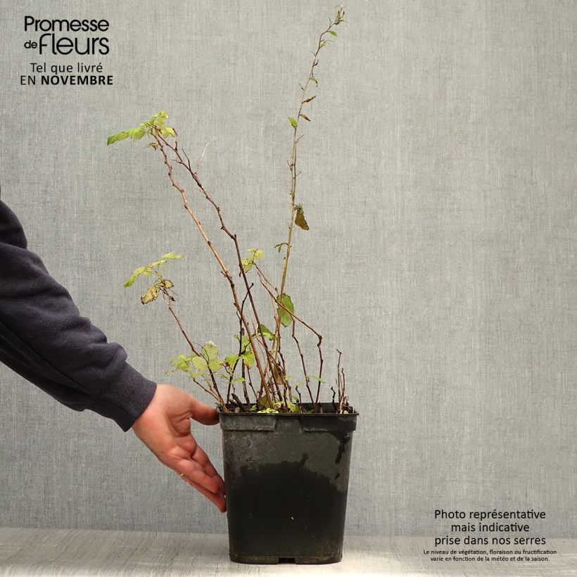 Exemplaar van Herfstframboos Autumn Bliss Pot van 3 l/4 l zoals geleverd in de herfst