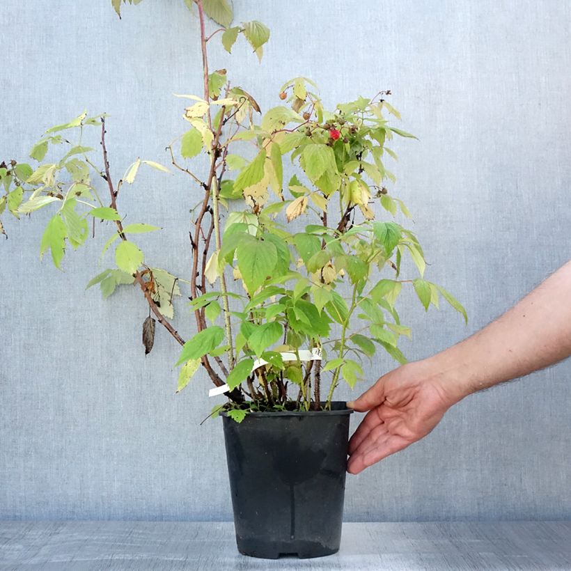Exemplaar van Herfstframboos Autumn Bliss Pot van 3 l/4 l zoals geleverd in de zomer