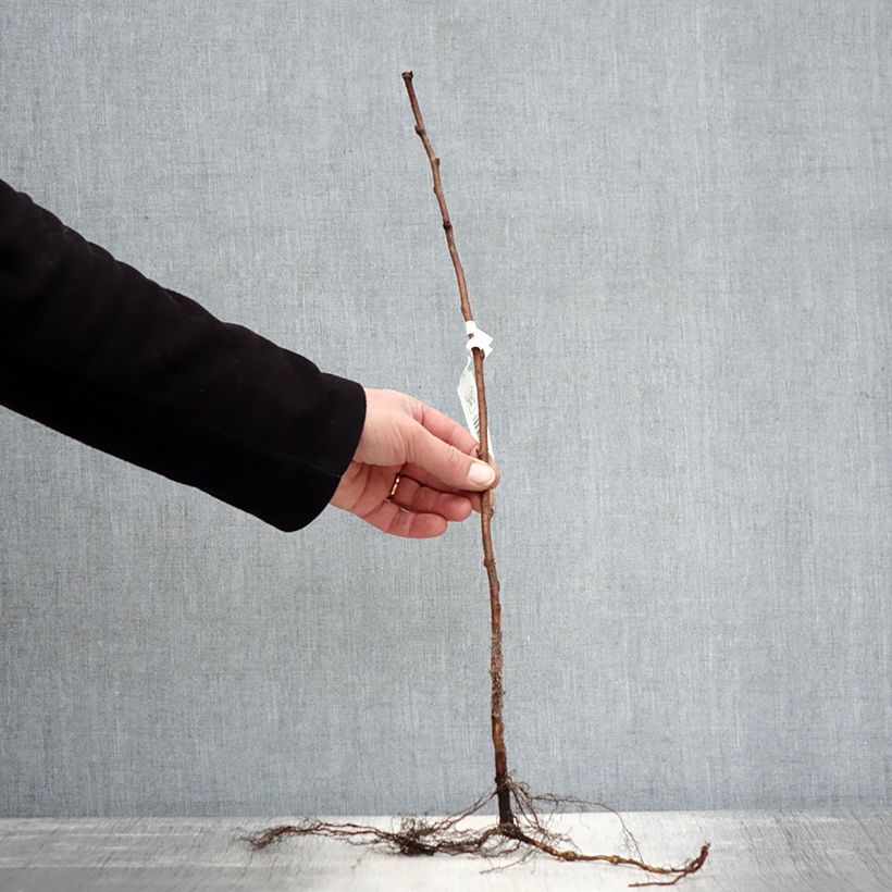 Example of Herfstframboos Autumn Bliss Naakte wortel, Struik as you get in hiver