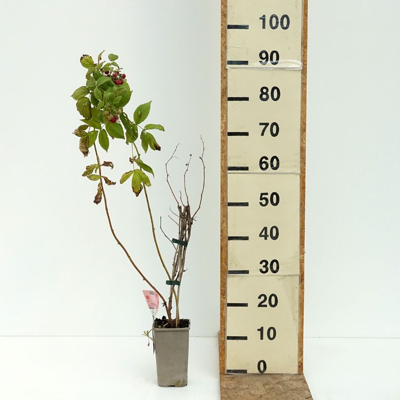 Exemplaar van Framboos Carmen Love (doordragend) Pot van 1,5 l/2 l, Pol zoals geleverd in de zomer