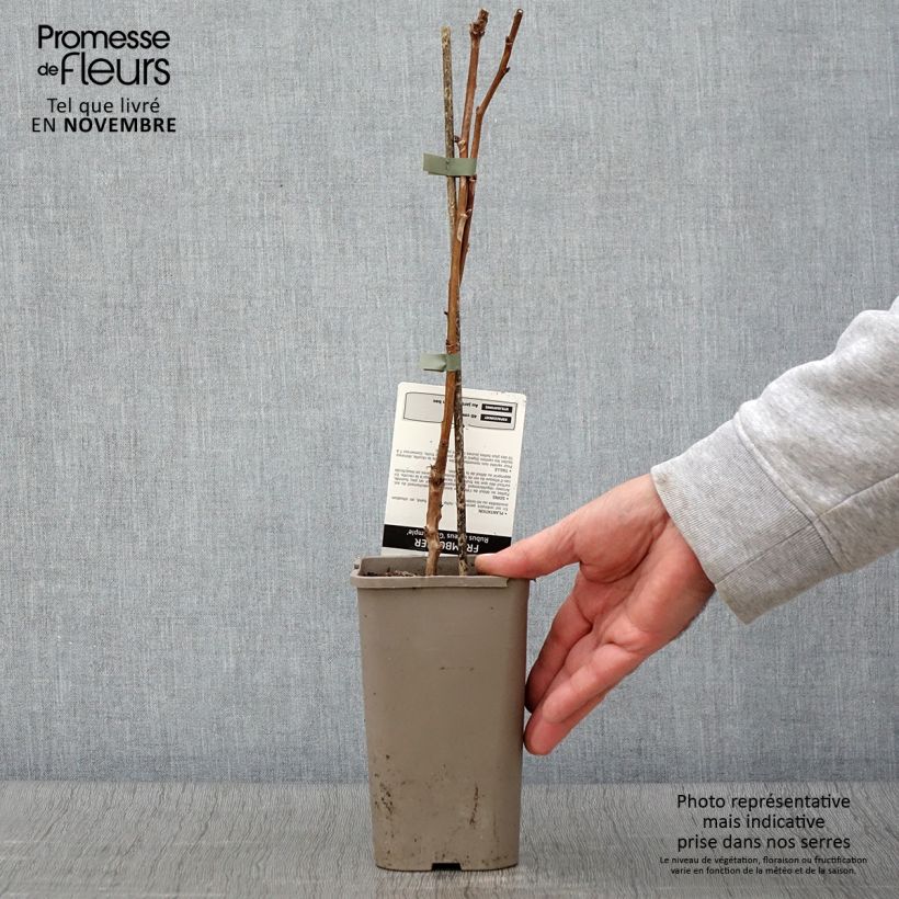 Exemplaar van Doornloze framboos Glen Ample Pot van 1,5 l/2 l, Pol zoals geleverd in de herfst