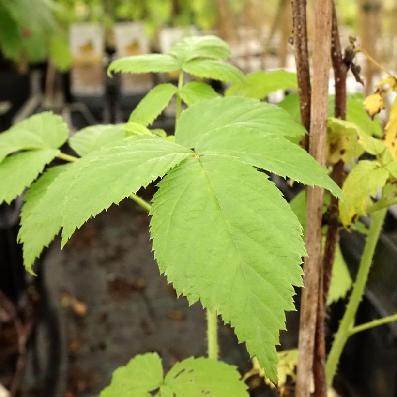 Framboos Golden Everest BIO (Blad)