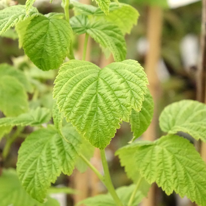 Dwergframboos Lowberry Goodasgold (Blad)