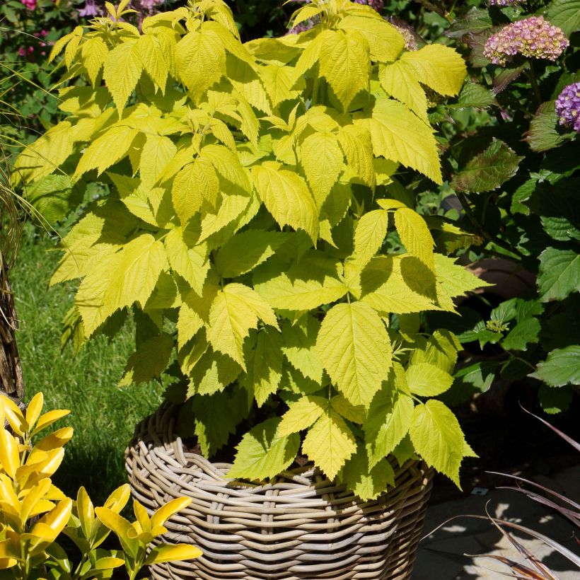 Framboos Groovy (Groeiplaats)