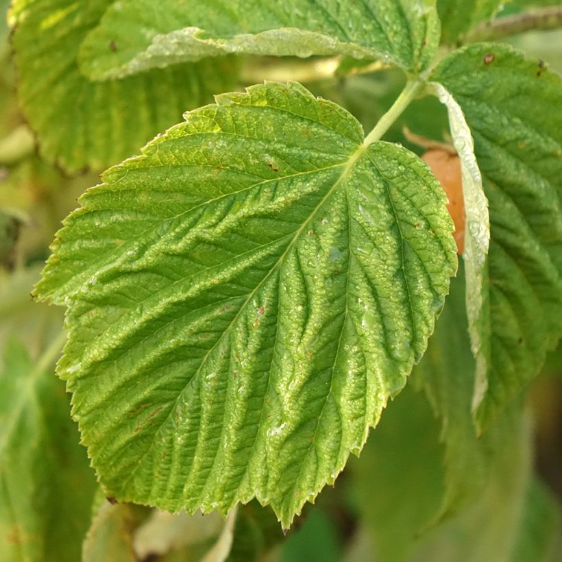 Dwergframboos Lowberry Little Orangelina (Blad)