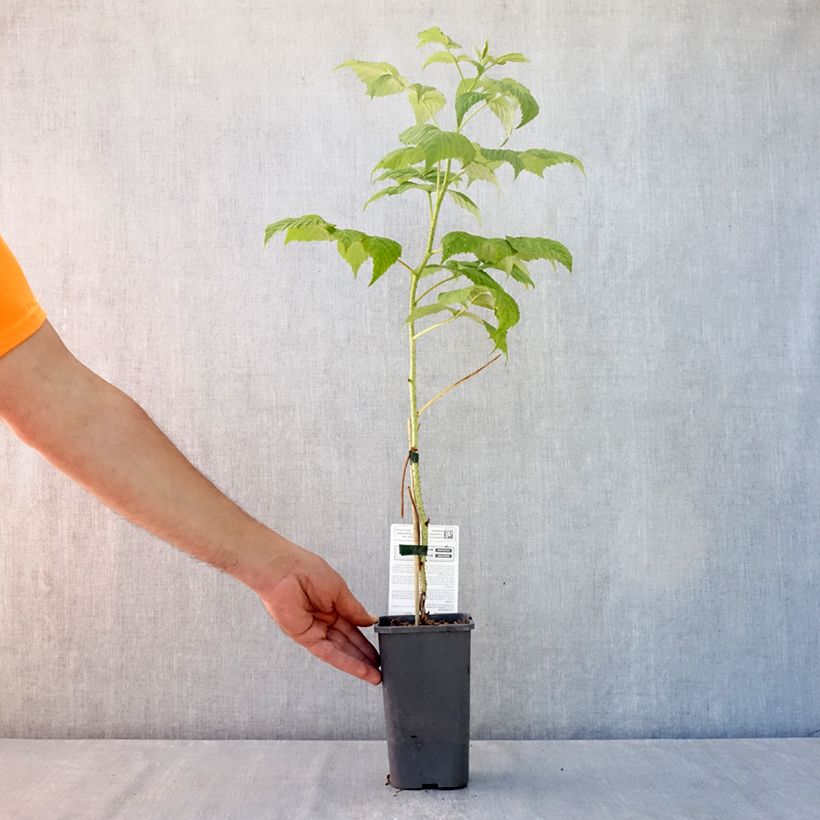 Exemplaar van Framboos Marastar BIO Pot van 1,5 l/2 l, Pol zoals geleverd in de zomer