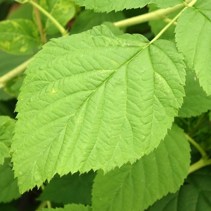 Framboos Meeker (Blad)