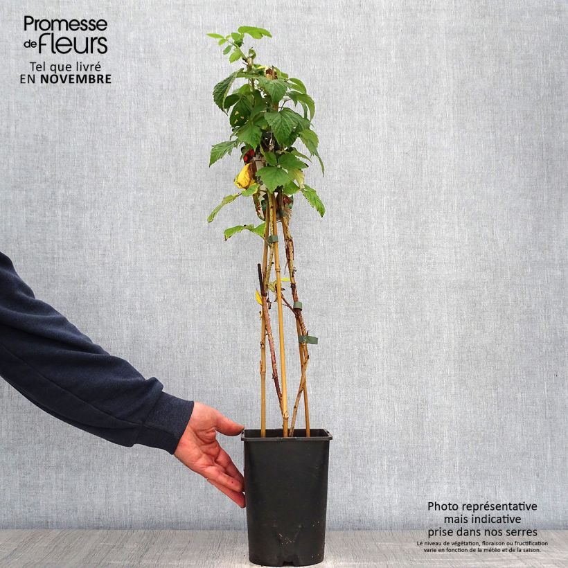 Exemplaar van Framboos Meeker Pot van 1,5 l/2 l zoals geleverd in de herfst