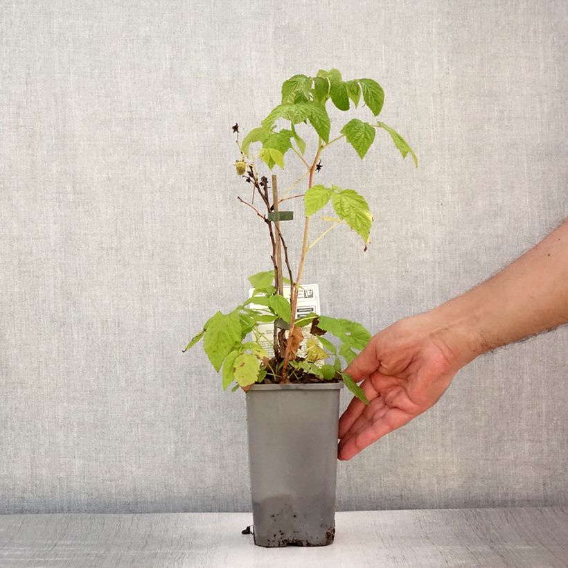 Exemplaar van Dwergframboos Little Sweet Sister BIO Pot van 1,5 l/2 l, Pol zoals geleverd in de zomer