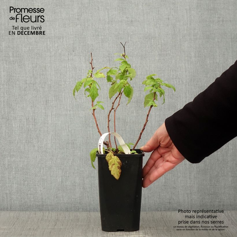 Exemplaar van Dwergframboos Little Sweet Sister Pot van 1,5 l/2 l, Pol zoals geleverd in de herfst
