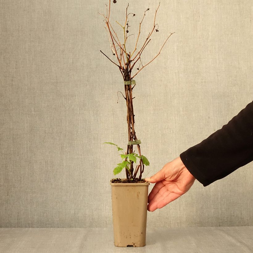 Exemplaar van Dwergframboos Lowberry Little Orangelina Pot van 1,5 l/2 l zoals geleverd in de herfst