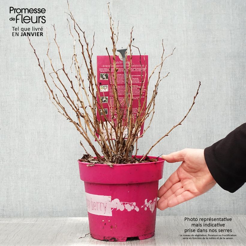 Exemplaar van Dwergframboos Lucky Berry (doordragend) Pot van 4 l/5 l, Pol zoals geleverd in de winter