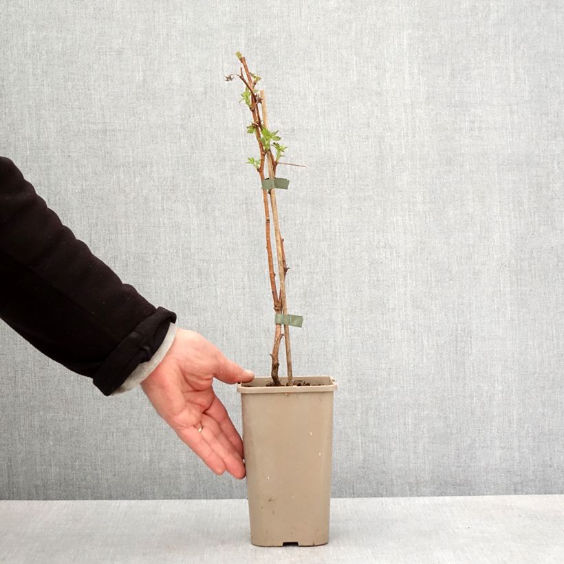 Exemplaar van Herfstframboos Primeberry Autumn Fleshy Pot van 1,5 l/2 l, Pol zoals geleverd in de lente