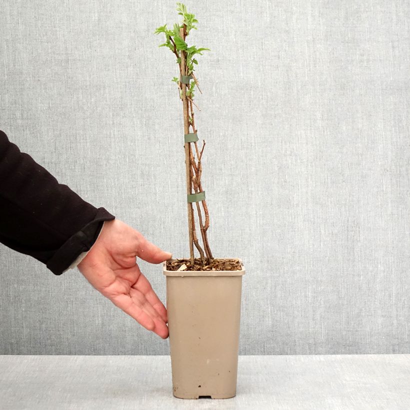 Exemplaar van Herfstframboos Primeberry Autumn Sun Pot van 1,5 l/2 l, Pol zoals geleverd in de lente