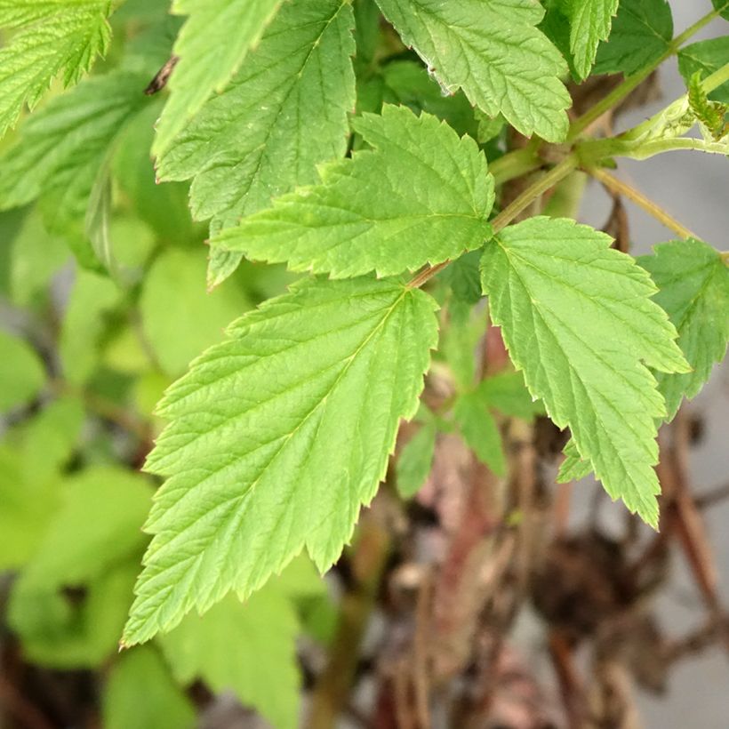 Herfstframboos Primeberry Autumn Wildy (Blad)